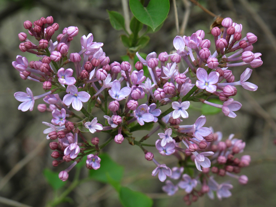 丁香花语