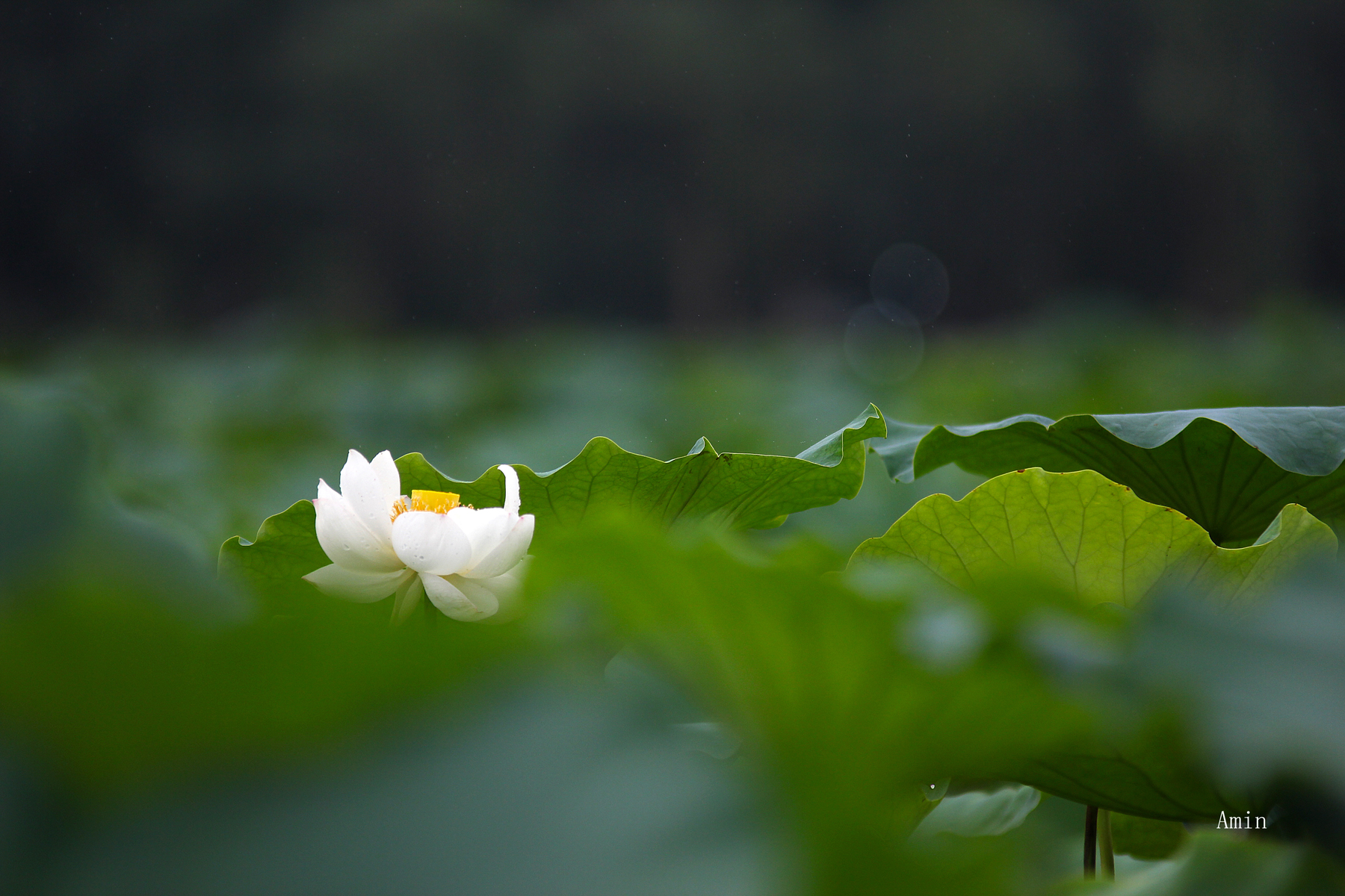 心静如水,淡雅如莲