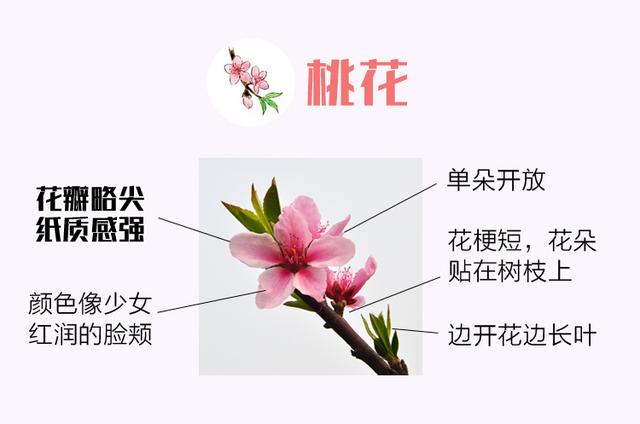 桃花,樱花,梅花傻傻分不清?一图识别!